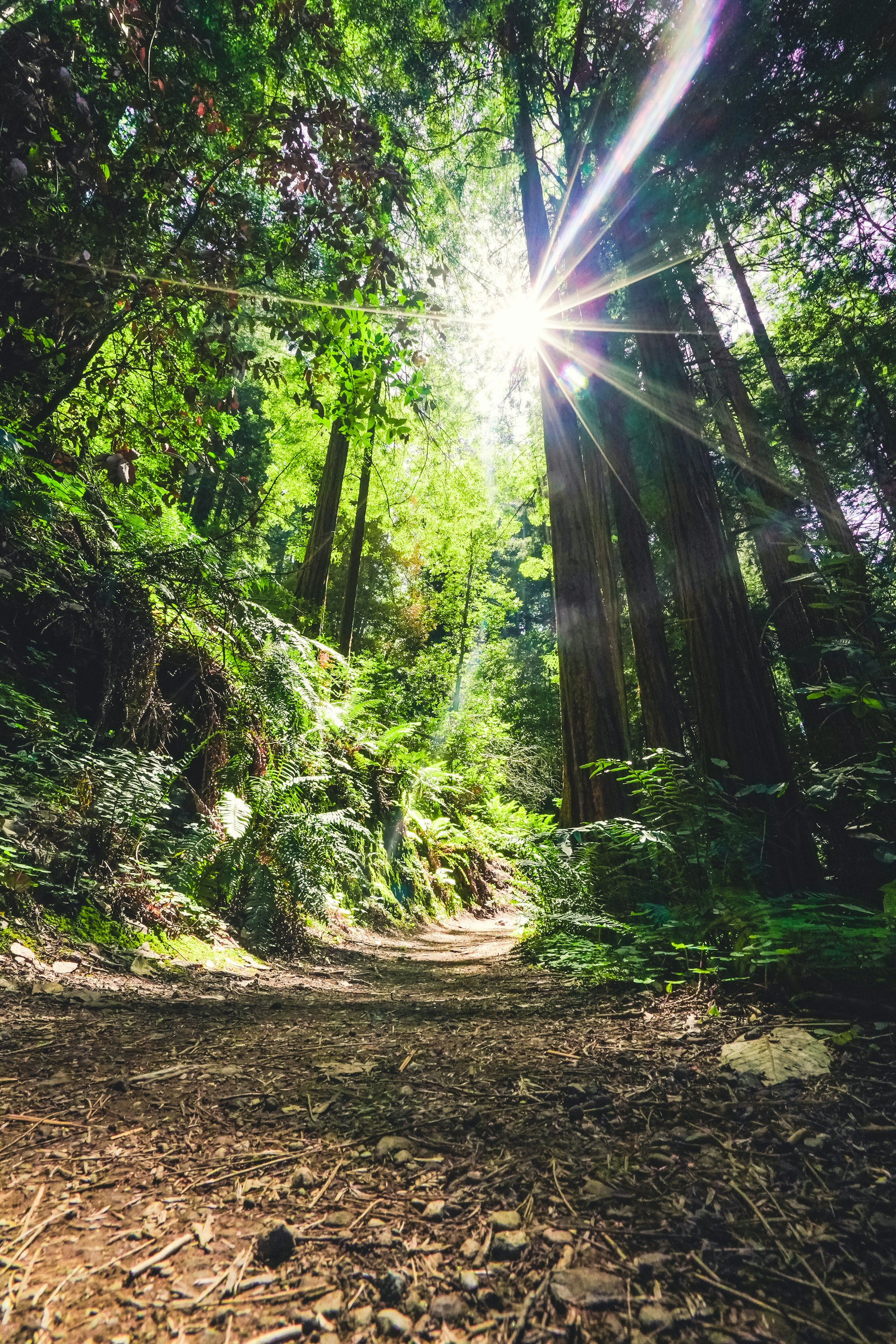 A sunlit green forest